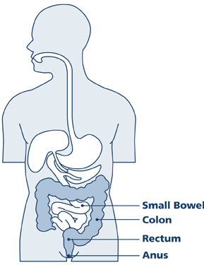 bowel system